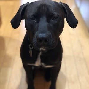 Meet your Posher, Joe